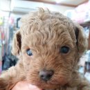 똥깡아지애견샵 이미지