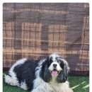 베베네 개스트하우스 이미지