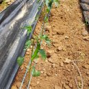 안말농장 이미지