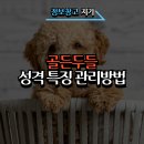 사랑스러운 똑똑이, 골든두들 성격 특징 관리 방법
