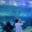 아리움 | 경험 후기 ) 제주도 아크아리움_아시아에서 제일큰 아크아리움