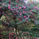 한화리조트제주 이미지