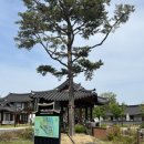 초록마을 강릉유천점 | 강릉차문화축제 2026 무료 다녀온 후기 한옥마을 강릉 가볼만한 곳
