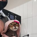 심쿵냥 고양이분양 | 엉클스캣)톰 러시안블루 &amp; 지섭 뱅갈 대전고양이무마취미용 후기