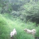 아롱이다롱이 이미지