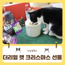 Healthy Cat | 고양이크리스마스를 위한 하림펫푸드 더리얼 CAT선물세트