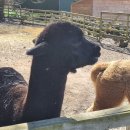 기영목장 이미지