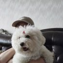 동서공업사 | 에이블리 샌드베이글 팝업 끝!/쏘렌토 하이브리트 브레이크패달 이질감, 드르륵소리/미리 받는 생일상...