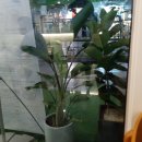 샐러드 로우 앤 트라타 미사점 이미지