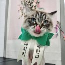 잔다냥 성남점 네이버블로그