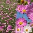 최 락 당 이미지