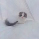 천안고양이 분양 퍼스트캣 본점 | 전문가가 운영하는 아산먼치킨분양, 천안고양이분양 퍼스트캣 본점