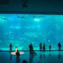 아쿠아플라넷 제주 이미지