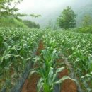 도산민박 이미지