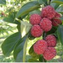 나나농장 이미지