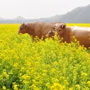 유채꽃향기처럼 이미지