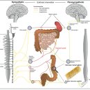 Re: 교감신경절 - 신장 기능(renal hypertension) 조절 기전 2018!! 이미지