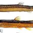 추어가 남원추어탕 이미지