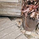 풍경이 머무는 하우스 | 김제 감성 카페 미즈노씨네 트리하우스｜숲속 나무집에서 힐링한 하루