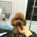 신운미애견미용실 이미지