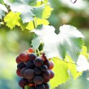 포도향기 이미지