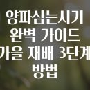 흙사랑농자재 | 양파심는시기 완벽 가이드 가을 재배 3단계 방법