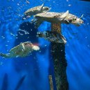 여수게스트하우스벨루가B | 여수 아쿠아플라넷 내돈내산으로 최근 다녀온 따끈따끈한 후기, 가장 가까운 주차장, 할인정보까지!!