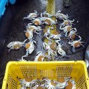 동해-단속-38 이미지