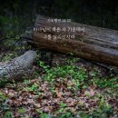 2025년 10월 19일 11시 주일예배 / 사도행전 13:28~31 - 백성 앞에 그의 증인이라 이미지