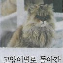 갈매기나라 이미지