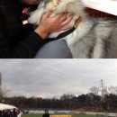 국제애견 이미지