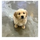 도그마루 강아지 고양이 마포용산점 이미지