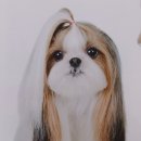 강아지 정거장 이미지