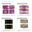 나이벡, 펩타이드 기반 유도만능줄기세포 제조방법기술 미국 특허 등록 이미지