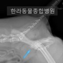 마루종합동물병원 이미지