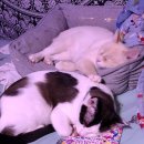 형제안과 이미지