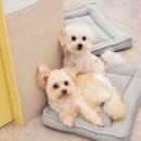 하이멍 애견미용 이미지