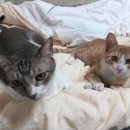 그루밍 스튜디오 이미지