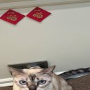 로얄플라잉 이미지