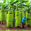 Transporting Tons of Bananas This Way - Grows and Harvest Agricultural | Ag 이미지