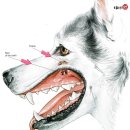 치료멍멍동물병원 이미지