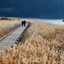 순천만습지 이미지