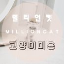 밀리언캣