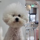 오늘도 아름답개 이미지