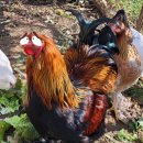 꽃보다닭 이미지