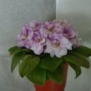 아프로디테 이미지