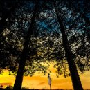 들국화악단 이미지