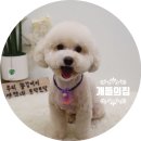 개들의 집 이미지