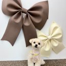 모들펫살롱 이미지