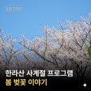 오등동 왕벚나무 | 제주도 여행 필수 코스 한라산국립공원 프로그램 봄 벚꽃이야기